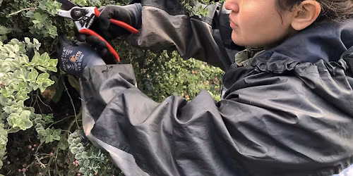 Plant Pruning Basics