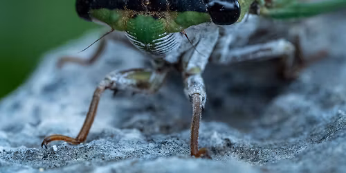 Insectigation Hike