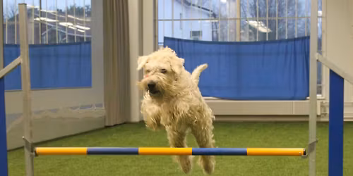 Agilityn m\u00f6llikisat Masalassa