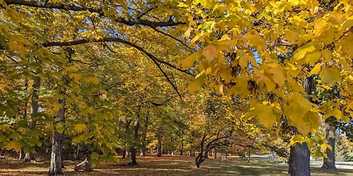 Tree Tales: Discover the Hidden Superpowers of Trees!