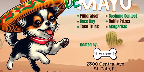 Chihuahua de Mayo