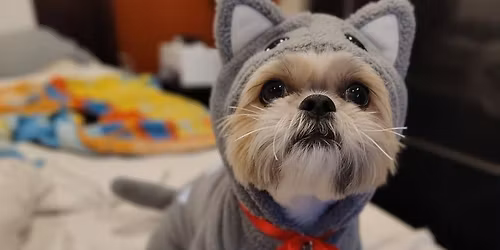 Boos, Brews and Barks Costume Contest