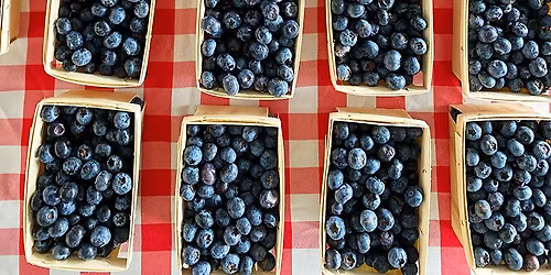 Farmers Market @ The Shed - Blueberry Focus