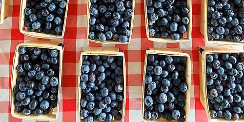 Farmers Market @ The Shed - Blueberry Focus