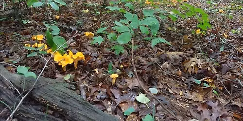 Piedmont Triad Mushroom Club: June Meeting
