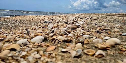 The Salty Shell at Flea Fest