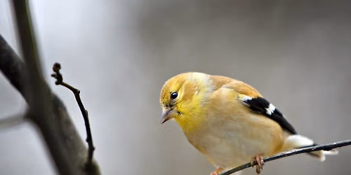 Birds of Summer