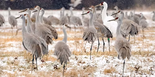 Spring Crane Series: We Give a Whoop!