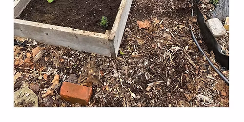 Getting to the Root of it with Raised Beds