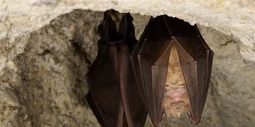 NUIT INTERNATIONALE DE LA CHAUVE-SOURIS
