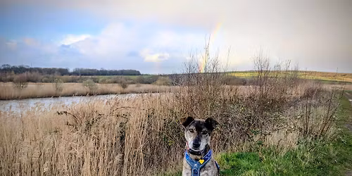 Rommie Rescue Dog Walk