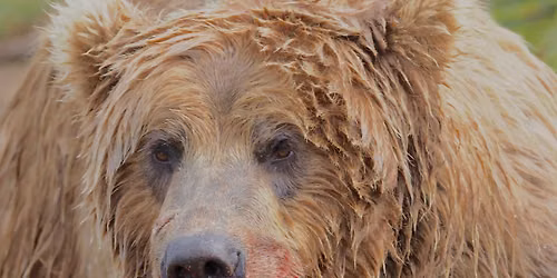Bears of McNeil: Identification, Behavior and Fishing Styles