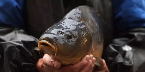 Ryb\u00e1\u0159sk\u00e9 z\u00e1vody