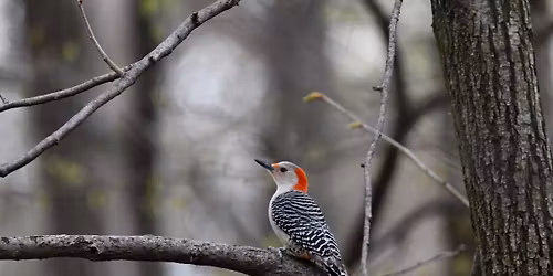 Learn Your Birds by Spring