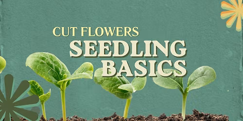 Cut Flower Growing: Seedling Basics