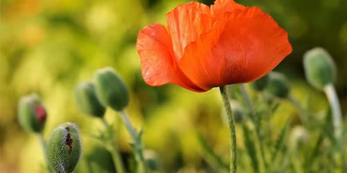 Offene G\u00e4rten Gera 2026