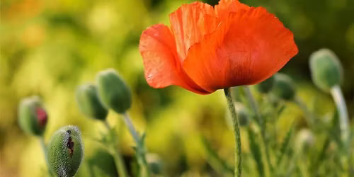 Offene G\u00e4rten Gera 2026