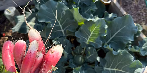 Plan Your Vegetable Garden for the Low Desert