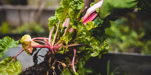 Community Garden - New Member Tours
