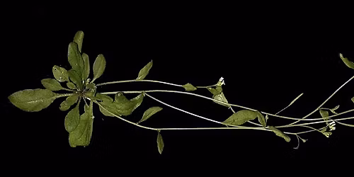 Growing more with less: plant hormones and sustainable agriculture