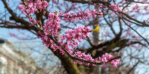 Redbud Tree Giveaway at Casey Trees