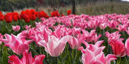 Tacos Tequila & Tulips 