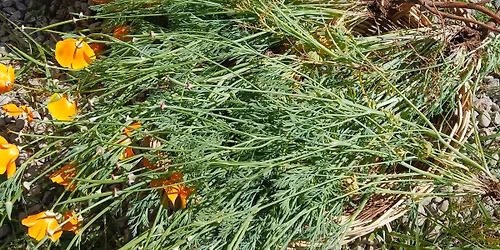 Community Supported Herbalism