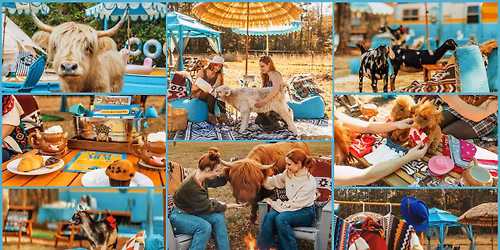 The Shaggy Cow Lounge & Cabanas w\/ Fluffy Highland Cows! - North Carolina!