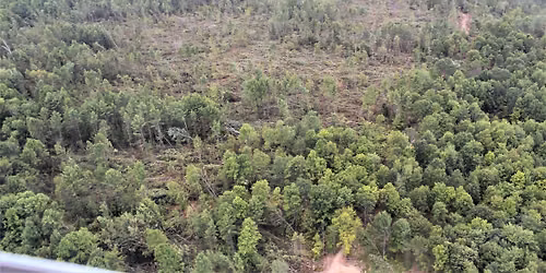 Dunes Digest: Ecological Forestry 