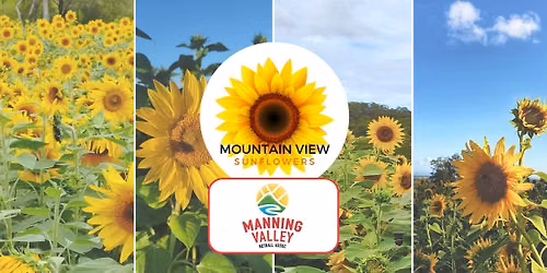 Pick Your Own Sunflowers