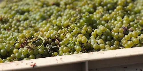 Discover Picpoul \u2014 A  Free Tasting at Perry\u2019s Palm Springs