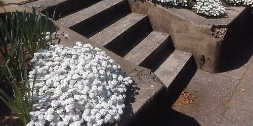 Historic Fourth and Gill, Tour of Homes and Secret Gardens 2026