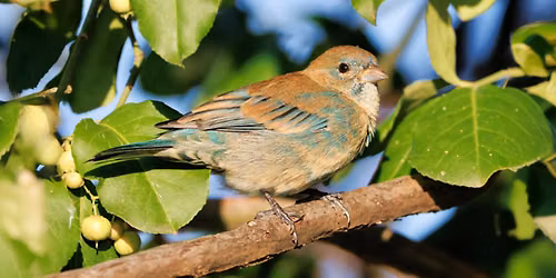 Wings Over Lake Erie: Fall Bird Migration