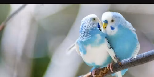 Greenfield, IN. Bird Fair - Hancock County 