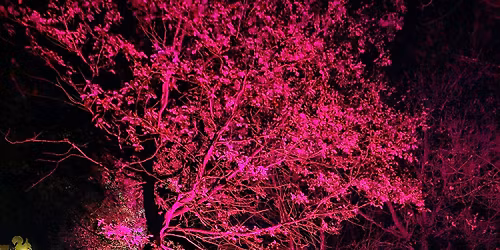 The Cotswold Sculpture Park Lights Up!