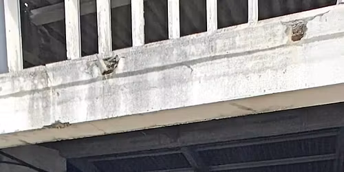 Domingo 02\/11 ARENA 24 Airsoft Field