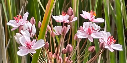 NEW Wildlife Club for 6 to 12 year olds Flower Power