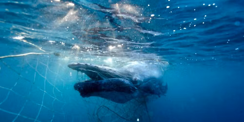 Topic Night: Untangling Our Gentle Giants
