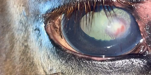 Ophthalmology Appointments with Dr. Alison Clode, ACVO