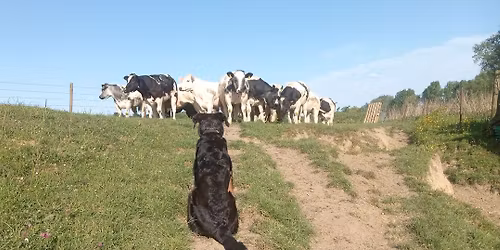 Retrouvailles lors de la Nationale d\u2019\u00c9levage Beauceron