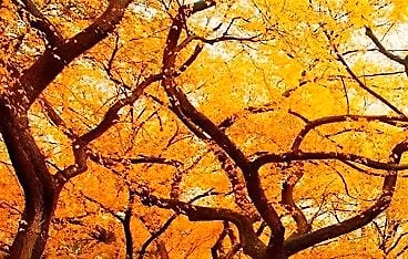 Level 6 Diploma Group Interview