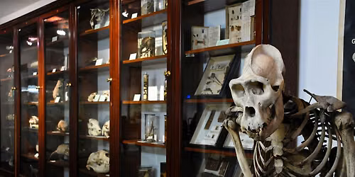 D'Arcy Thompson Zoology Museum Friday Openings