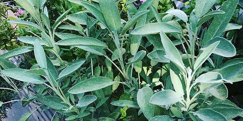 Stiklinger, havens gratis gaver\/Cuttings, the garden's free gifts