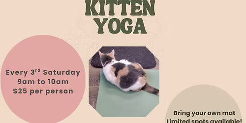 Kitten Yoga