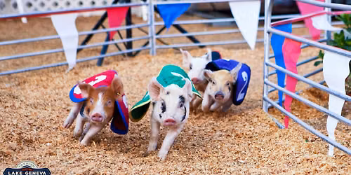 Inaugural Pig Races