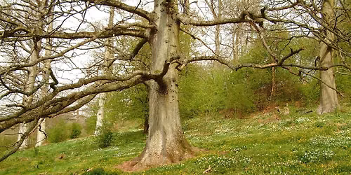 Nature Reserves work party - Crow Wood