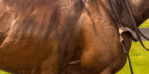 Howden Christmas Family Raceday