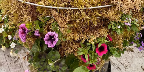 Moss Hanging Basket Workshop