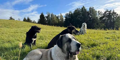 Komunikacja, samokontrola i regulacja emocji u ps\u00f3w - seminarium z Sylwi\u0105 Najsztub w Warszawie