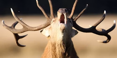 Szarvasb\u0151g\u00e9s v\u00edzit\u00fara Gemencen